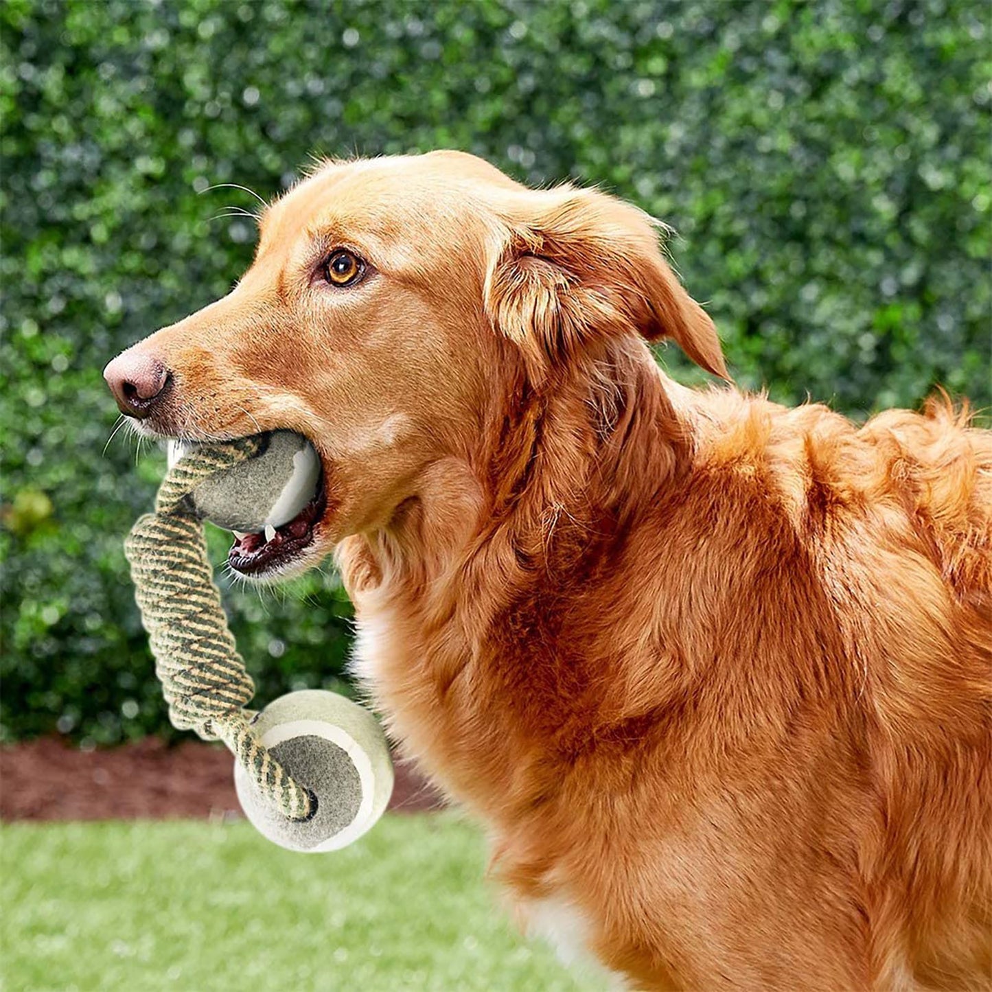 Dog playing with Cotton Rope Mini Dog Toy
