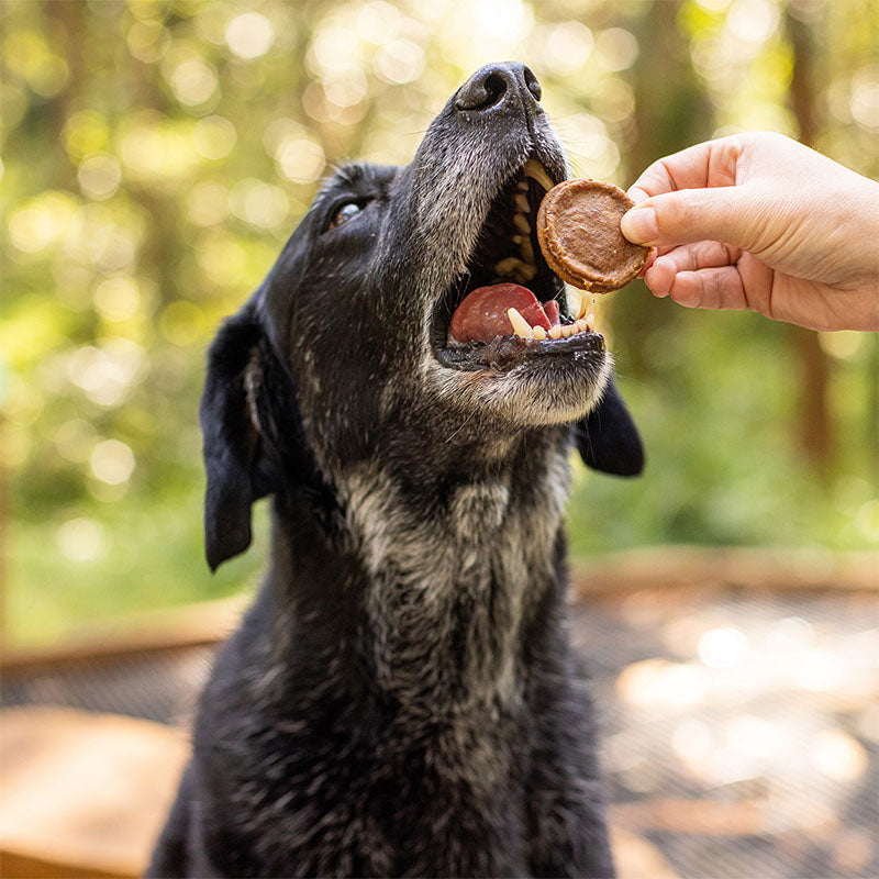 https://maxandmaisypetstore.com.au/
