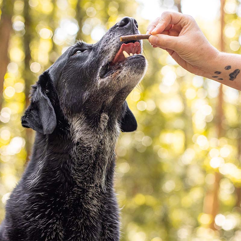 https://maxandmaisypetstore.com.au/