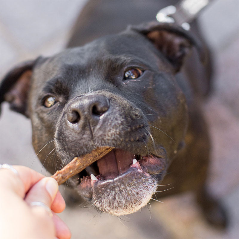 Dog eating our kangaroo treats for dogs - Bush Sticks - action shot - All Barks