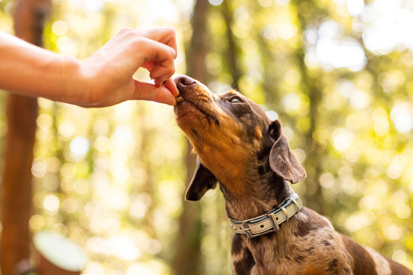 https://maxandmaisypetstore.com.au/