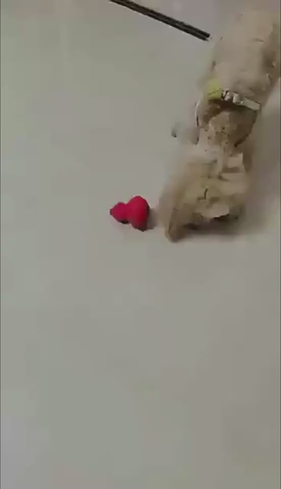 Biting And Grinding Teeth Pet Toy - Video