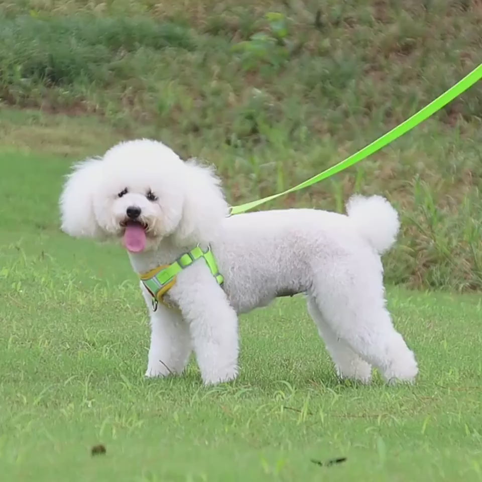 Stylish and functional dog harness set with easy-to-use leash attachment